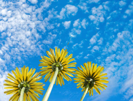 Image of beautiful dandelion flowers in garden closeupの写真素材