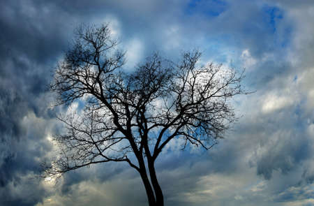 Image of autumn tree on sky background closeupの写真素材
