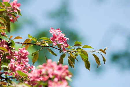 image of flowering tree in garden close up の写真素材