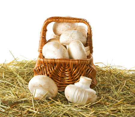 Mushrooms champignons closeupの写真素材