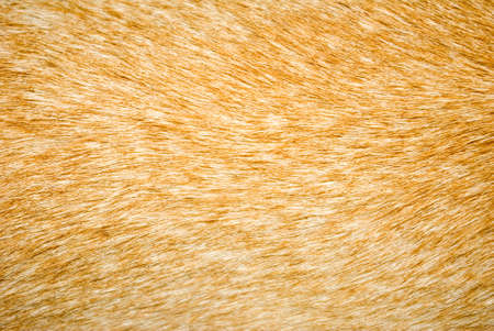 image of  animal wool closeupの写真素材