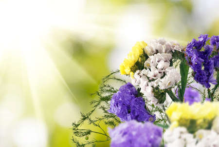 image of beautiful flowers in a garden closeupの写真素材