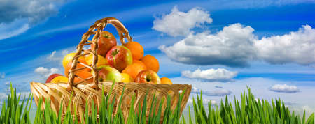 Fruit in basket in the garden close upの写真素材