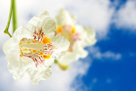 Beautiful flowers in the garden closeupの写真素材