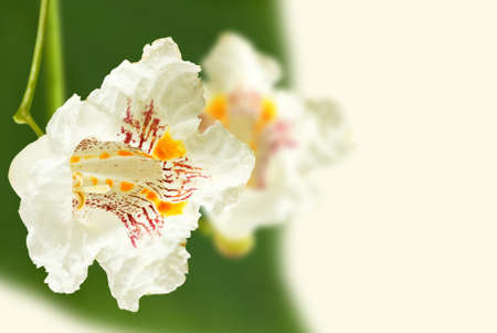 Beautiful flowers in the garden close upの写真素材