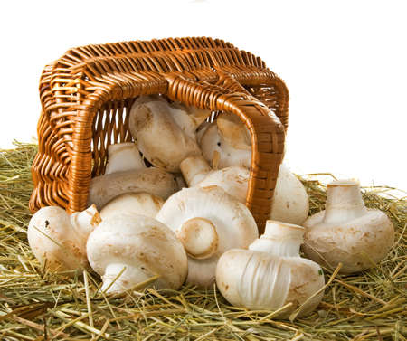 Mushrooms in the basketの写真素材