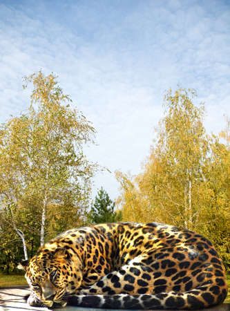 Beautiful jaguar in the parkの写真素材