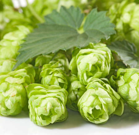 Isolated image of hops close-up