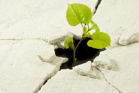 plant in dry ground closeupの写真素材