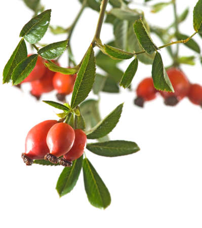 Isolated image of branch rose hips on a white backgroundの写真素材