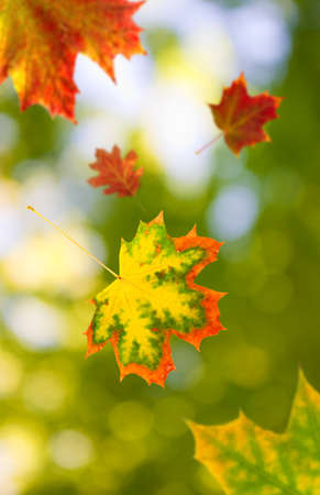 image of autumn leaves in the park