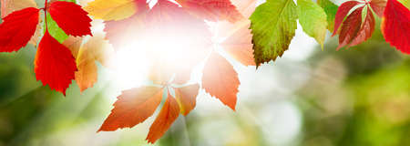 image of autumn leaves closeup