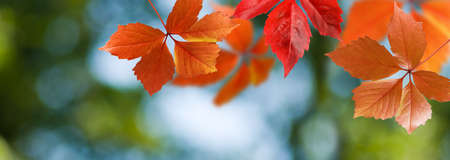 image of autumn leaves closeupの写真素材