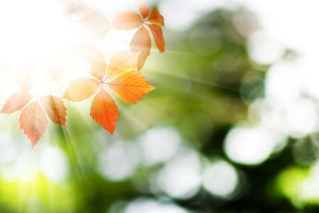 image of autumn leaves closeup
