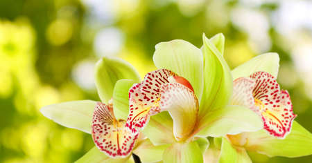 Beautiful flowers in the garden close upの写真素材