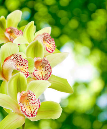 Beautiful flowers in the garden close-upの写真素材