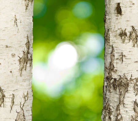tree in park close-upの写真素材