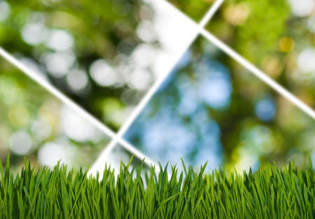 image of grass in the park on green background の写真素材