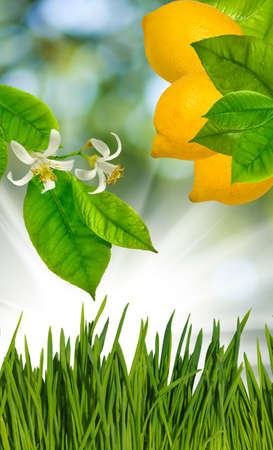 branch with lemon in the garden の写真素材