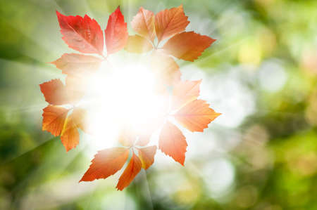 image of autumn leaves close-up