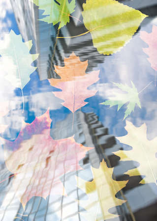 image of  leaves of trees in the water