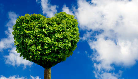 image of tree in the shape of  heart as a symbol of love and devotionの写真素材