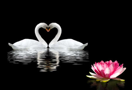 image of two swans and a lotus flower on the waterの写真素材