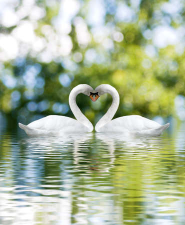 two white swans on green backgroundの写真素材