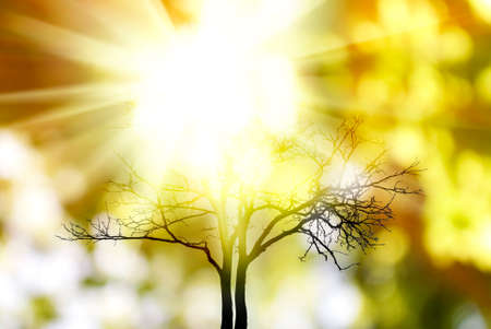 image of dry autumn tree against sunlight background の写真素材