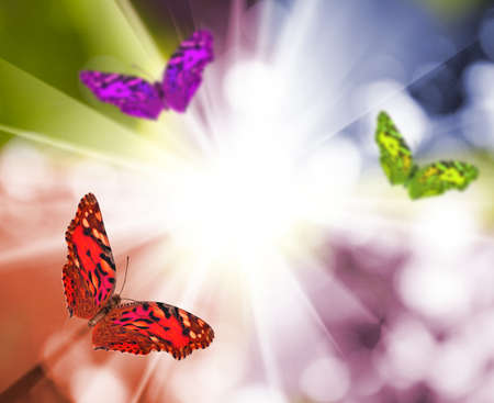 image of butterflies on rays background の写真素材