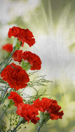 image of beautiful flowers close-upの写真素材