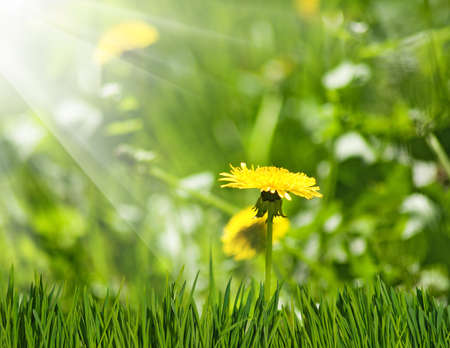 dandelions in the gardenの写真素材