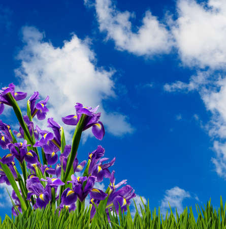 image of beautiful flowers in a garden closeupの写真素材