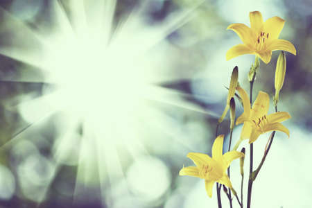 beautiful flowers in the garden closeup