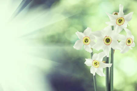 beautiful flowers in the garden close upの写真素材