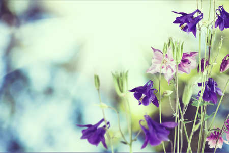 Image of wildflowers close-upの写真素材