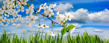 flowering branch in a garden closeupの写真素材