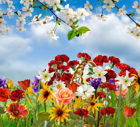 Image of beautiful flowers in the garden closeupの写真素材