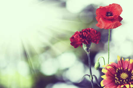 beautiful flowers in the garden close upの写真素材