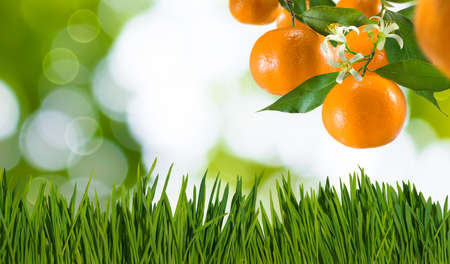 branch with tangerines in the garden on a green backgroundの写真素材