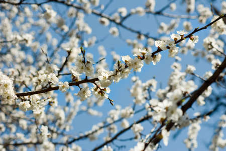  image of flowering branch in garden