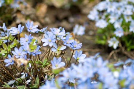 beautiful flowers snowdropsの写真素材