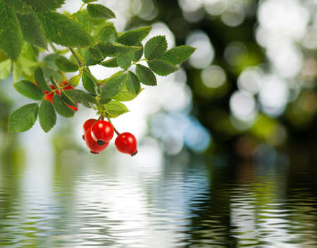 image of rose hips above the waterの写真素材