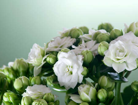 bouquet of beautiful white flowers closeupの写真素材