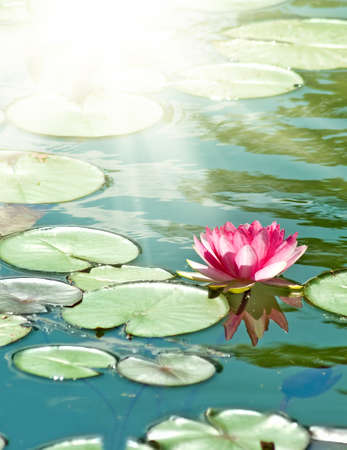 beautiful lotus flower on water close-upの写真素材