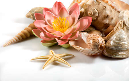 isolate lotus flower and sea shells