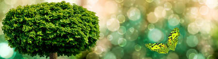 image of tree and butterflies in the garden closeupの写真素材