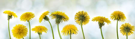 dandelion on blurred green background