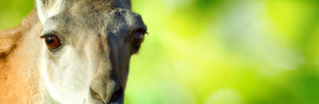 image of a camel in a zoo closeup