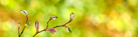 image of buds on a tree branch against the skyの写真素材
